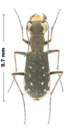 Myriochila vicina